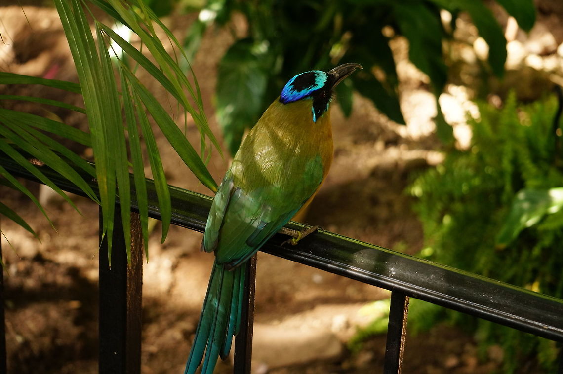 Blue-crowned motmot (Momotus momota)  Animal,Bird,Blue-crowned motmot,Coraciiformes,Geotagged,Momotidae,Momotus,Momotus momota,Motmot,Nature,New York State,Rosamond Gifford Zoo,Syracuse,United States,United States of America,Vertebrate