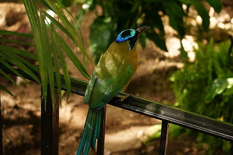 Blue-crowned motmot (Momotus momota)  Animal,Bird,Blue-crowned motmot,Coraciiformes,Geotagged,Momotidae,Momotus,Momotus momota,Motmot,Nature,New York State,Rosamond Gifford Zoo,Syracuse,United States,United States of America,Vertebrate