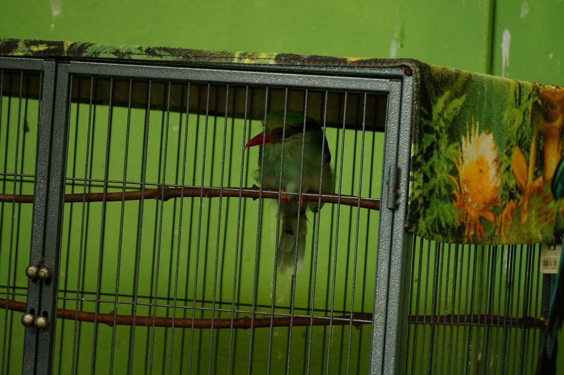 Green Magpie (Cissa chinensis)  Animal,Bird,Cissa,Cissa chinensis,Common green magpie,Corvidae,Geotagged,Green Magpie,Magpie,Nature,New York State,Passeri,Passeriformes,Perching Bird,Rosamond Gifford Zoo,Songbird,Syracuse,United States,United States of America,Vertebrate