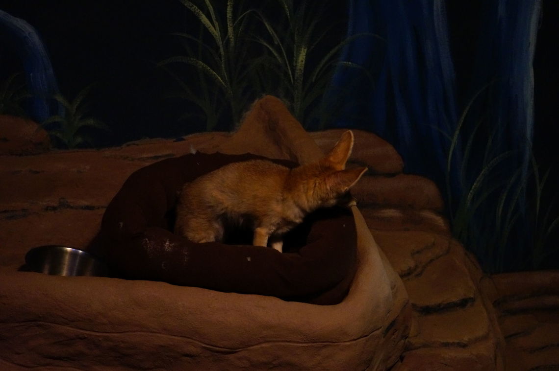 Fennec fox (Vulpes zerda)  Animal,Canidae,Carnivora,Fennec fox,Fox,Geotagged,Mammal,Nature,New York State,Rosamond Gifford Zoo,Syracuse,True Fox,United States,United States of America,Vertebrate,Vulpes,Vulpes zerda