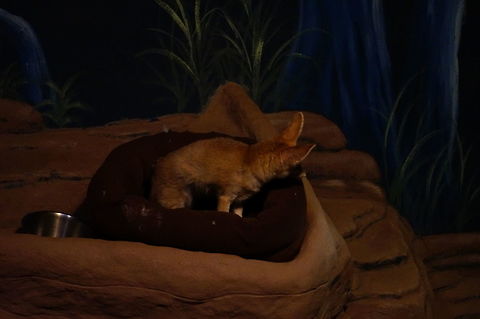 Fennec fox (Vulpes zerda)  Animal,Canidae,Carnivora,Fennec fox,Fox,Geotagged,Mammal,Nature,New York State,Rosamond Gifford Zoo,Syracuse,True Fox,United States,United States of America,Vertebrate,Vulpes,Vulpes zerda
