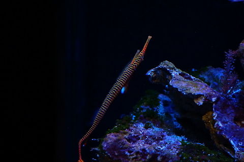 Orange Banded Pipefish (Dunckerocampus pessuliferus)  Actinopterygii,Animal,Doryrhamphus pessuliferus,Dunckerocampus,Dunckerocampus pessuliferus,Fish,Geotagged,Nature,New York State,Orange Banded Pipefish,Pipefish,Ray-Finned Fish,Rosamond Gifford Zoo,Syngnathidae,Syngnathiformes,Syngnathinae,Syracuse,United States,United States of America,Vertebrate