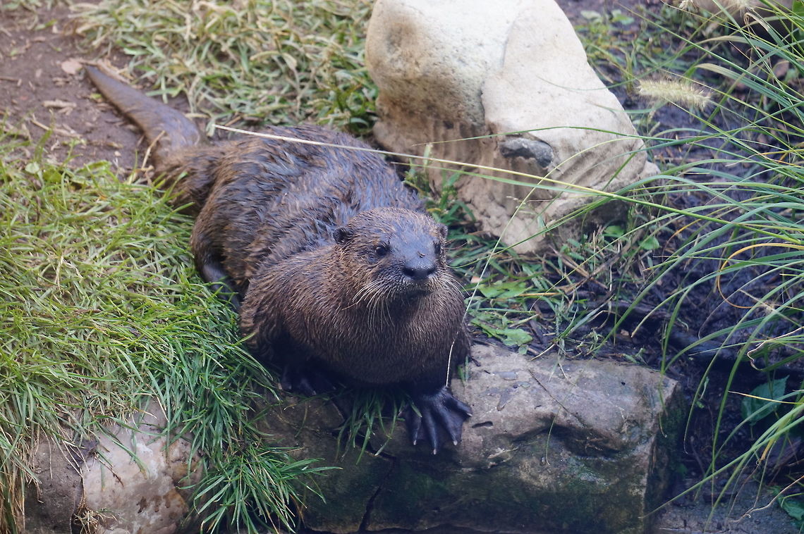 North American River Otter (Lontra canadensis)  Animal,Carnivora,Geotagged,Lontra,Lontra canadensis,Lutrinae,Mammal,Mustelidae,Nature,New York State,North American River Otter,North American river otter,Otter,Rosamond Gifford Zoo,Syracuse,United States,United States of America,Vertebrate