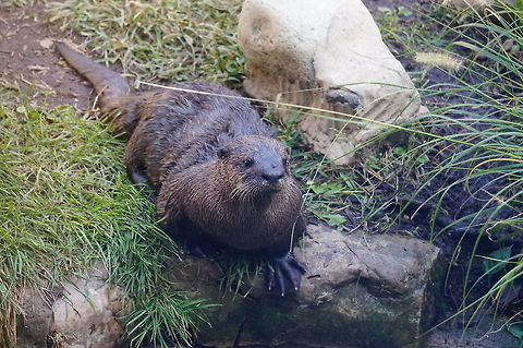 North American River Otter (Lontra canadensis)  Animal,Carnivora,Geotagged,Lontra,Lontra canadensis,Lutrinae,Mammal,Mustelidae,Nature,New York State,North American River Otter,North American river otter,Otter,Rosamond Gifford Zoo,Syracuse,United States,United States of America,Vertebrate
