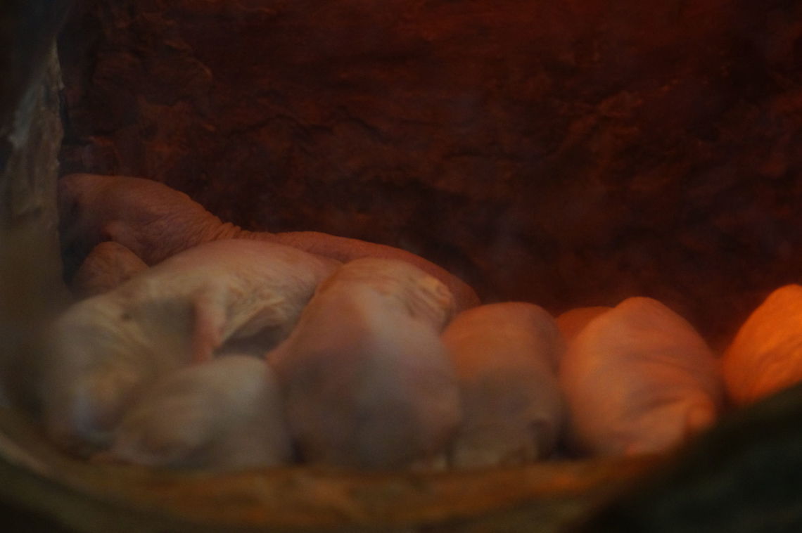 Naked Mole Rat (Heterocephalus glaber)  Animal,Bathyergidae,Blesmol,Geotagged,Heterocephalus,Heterocephalus glaber,Mammal,Naked mole-rat,Nature,New York State,Rodent,Rodentia,Rosamond Gifford Zoo,Syracuse,United States,United States of America,Vertebrate