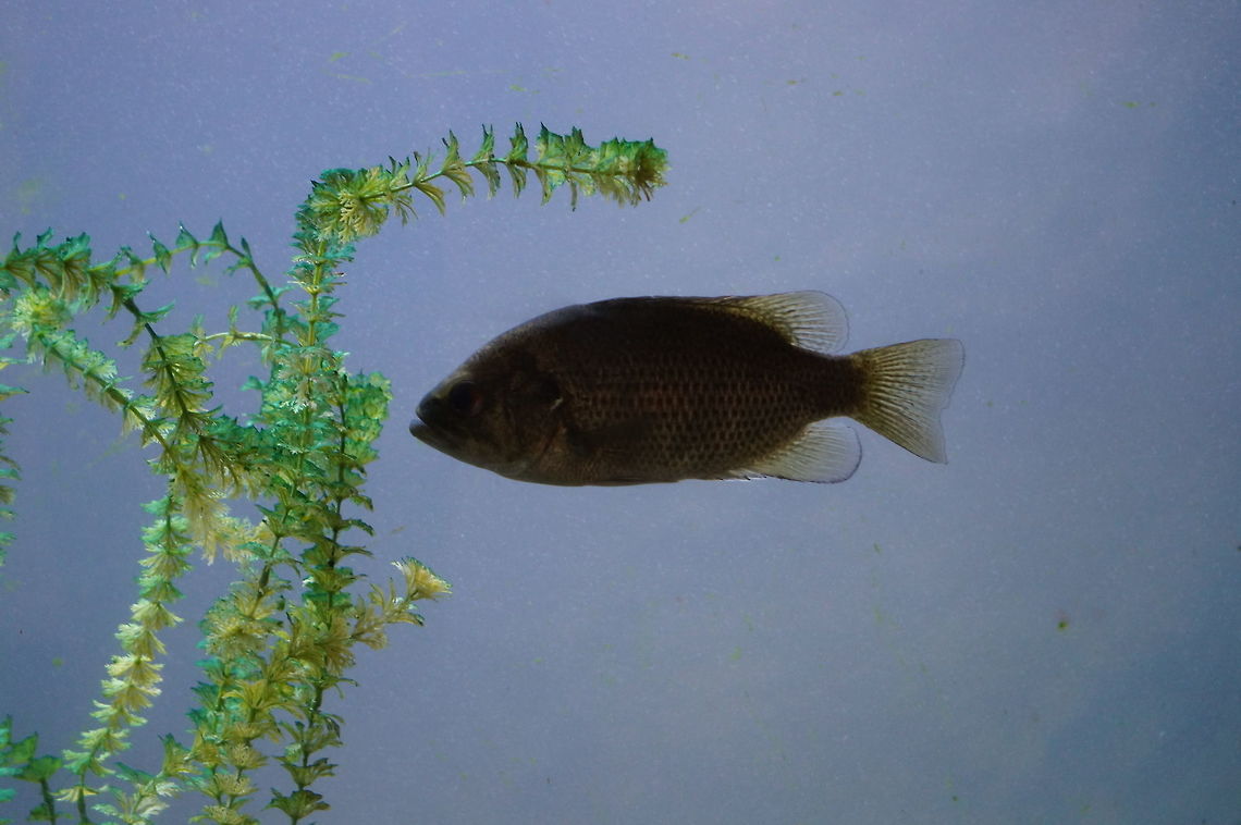 Rock Bass (Ambloplites rupestris)  Actinopterygii,Ambloplites rupestris,Animal,Centrarchidae,Fish,Geotagged,Nature,New York State,Perciformes,Ray-Finned Fish,Rock bass,Rosamond Gifford Zoo,Sunfish,Syracuse,United States,United States of America,Vertebrate