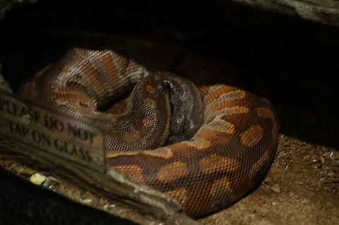 Reticulated Python (Python reticulatus)  Animal,Geotagged,Nature,New York State,Python,Python reticulatus,Pythonidae,Reptile,Reticulated python,Rosamond Gifford Zoo,Scaled Reptile,Serpentes,Snake,Squamata,Syracuse,True Python,United States,United States of America,Vertebrate