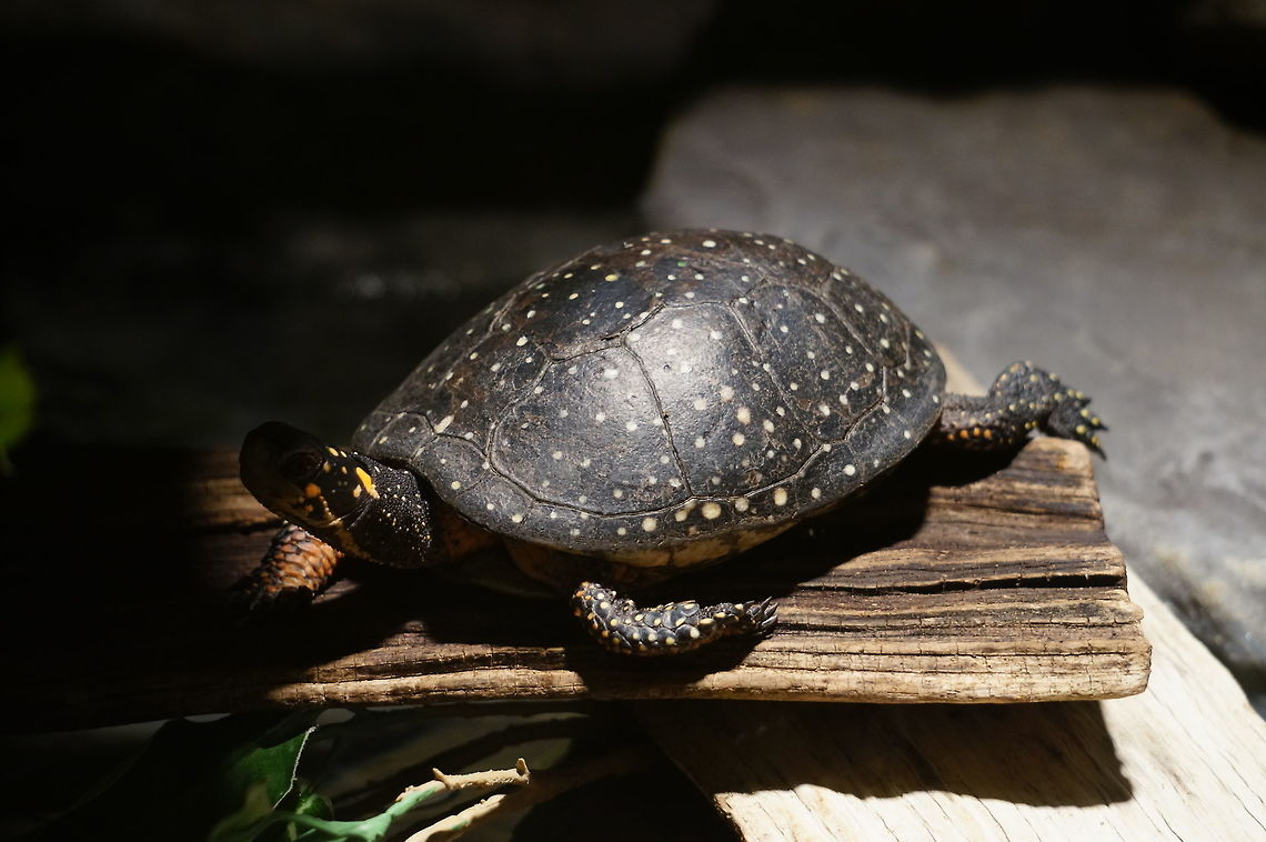 Spotted Turtle (Clemmys guttata)  Animal,Clemmys,Clemmys guttata,Cryptodira,Emydidae,Geotagged,Nature,New York State,Pond Turtle,Reptile,Rosamond Gifford Zoo,Spotted Turtle,Spotted turtle,Syracuse,Testudines,Turtle,United States,United States of America,Vertebrate