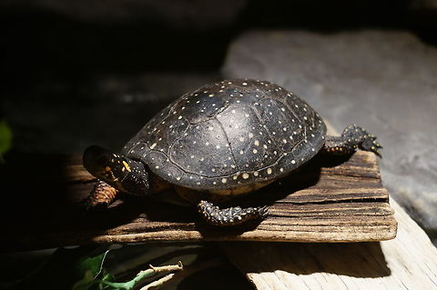Spotted Turtle (Clemmys guttata)  Animal,Clemmys,Clemmys guttata,Cryptodira,Emydidae,Geotagged,Nature,New York State,Pond Turtle,Reptile,Rosamond Gifford Zoo,Spotted Turtle,Spotted turtle,Syracuse,Testudines,Turtle,United States,United States of America,Vertebrate
