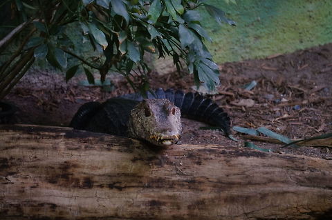 Cuvier's Dwarf Caiman (Paleosuchus palpebrosus)  Alligatoridae,Animal,Crocodilia,Cuvier's dwarf caiman,Cuviers dwarf caiman,Geotagged,Nature,New York State,Paleosuchus,Paleosuchus palpebrosus,Reptile,Rosamond Gifford Zoo,Syracuse,United States,United States of America,Vertebrate
