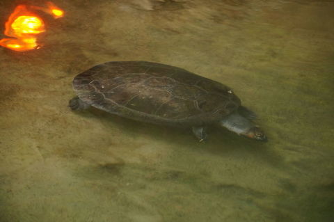 Yellow-spotted River Turtle (Podocnemis unifilis)  Animal,Geotagged,Nature,New York State,Pleurodira,Podocnemididae,Podocnemis,Podocnemis unifilis,Reptile,Rosamond Gifford Zoo,Syracuse,Testudines,Turtle,United States,United States of America,Vertebrate,Yellow-spotted Amazon river turtle,Yellow-spotted river turtle