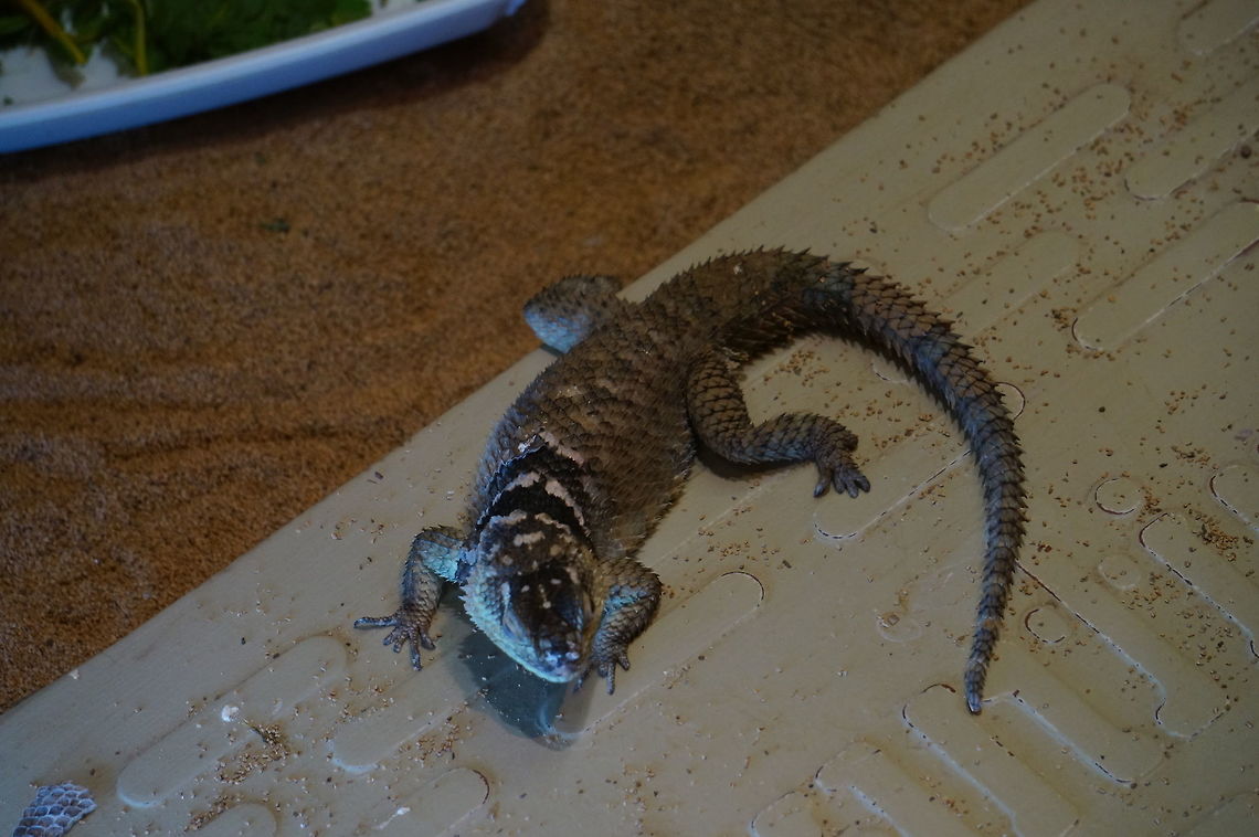 Blue Spiny Lizard (Sceloporus serrifer)  Animal,Blue spiny lizard,Geotagged,Iguania,Lizard,Nature,New York State,Phrynosomatidae,Reptile,Rosamond Gifford Zoo,Scaled Reptile,Sceloporus,Sceloporus serrifer,Spiny lizard,Squamata,Syracuse,United States,United States of America,Vertebrate