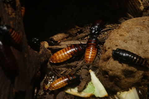 Madagascar Hissing Cockroach (Gromphadorhina portentosa)  Animal,Arthropod,Blaberidae,Blattodea,Cockroach,Geotagged,Giant cockroach,Gromphadorhina,Gromphadorhina portentosa,Insect,Madagascar hissing cockroach,Nature,New York State,Rosamond Gifford Zoo,Syracuse,United States,United States of America,Zoo
