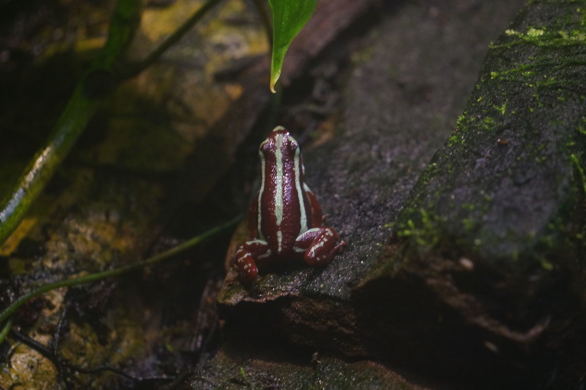 Anthony's poison arrow frog (Epipedobates anthonyi)  Amphibian,Animal,Anthony's poison arrow frog,Anthonys poison arrow frog,Anura,Dendrobatidae,Epipedobates,Epipedobates anthonyi,Frog,Geotagged,Nature,New York State,Poison Dart Frog,Rosamond Gifford Zoo,Syracuse,United States,United States of America,Vertebrate,Zoo