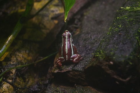 Anthony's poison arrow frog (Epipedobates anthonyi)  Amphibian,Animal,Anthony's poison arrow frog,Anthonys poison arrow frog,Anura,Dendrobatidae,Epipedobates,Epipedobates anthonyi,Frog,Geotagged,Nature,New York State,Poison Dart Frog,Rosamond Gifford Zoo,Syracuse,United States,United States of America,Vertebrate,Zoo