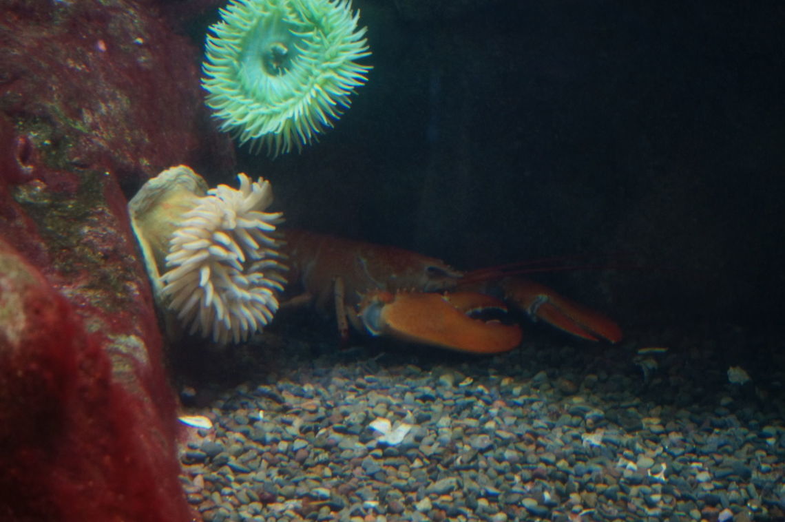 American Lobster (Homarus americanus)  American lobster,Animal,Arthropod,Crustacea,Crustacean,Decapoda,Geotagged,Homarus,Homarus americanus,Lobster,Rosamond Gifford Zoo,United States,Zoo,astacidea,malacostraca,nephropidae,pleocyemata