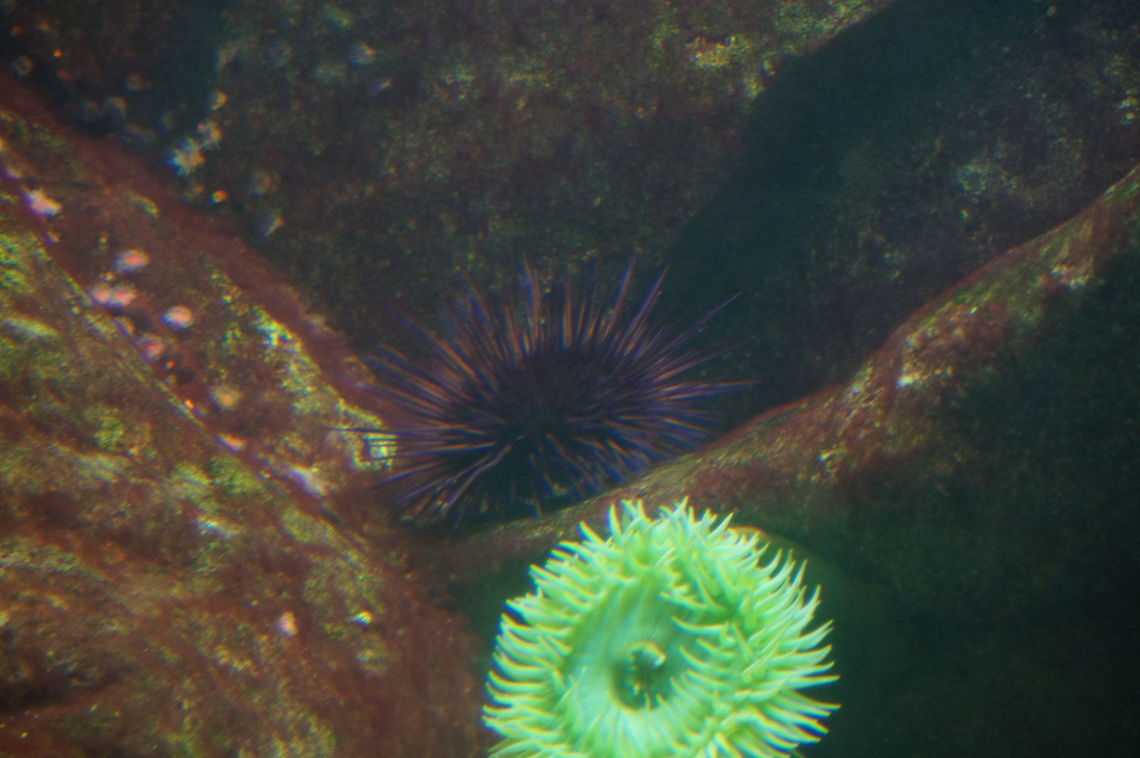 Purple Sea Urchin (Strongylocentrotus purpuratus) In case you can&#039;t tell by the color, the urchin is the one in the middle / back. In the bottom / front is a Giant green anemone. Animal,Echinoderm,Echinoida,Echinoidea,Geotagged,Nature,New York State,Purple sea urchin,Rosamond Gifford Zoo,Strongylocentrotus purpuratus,United States