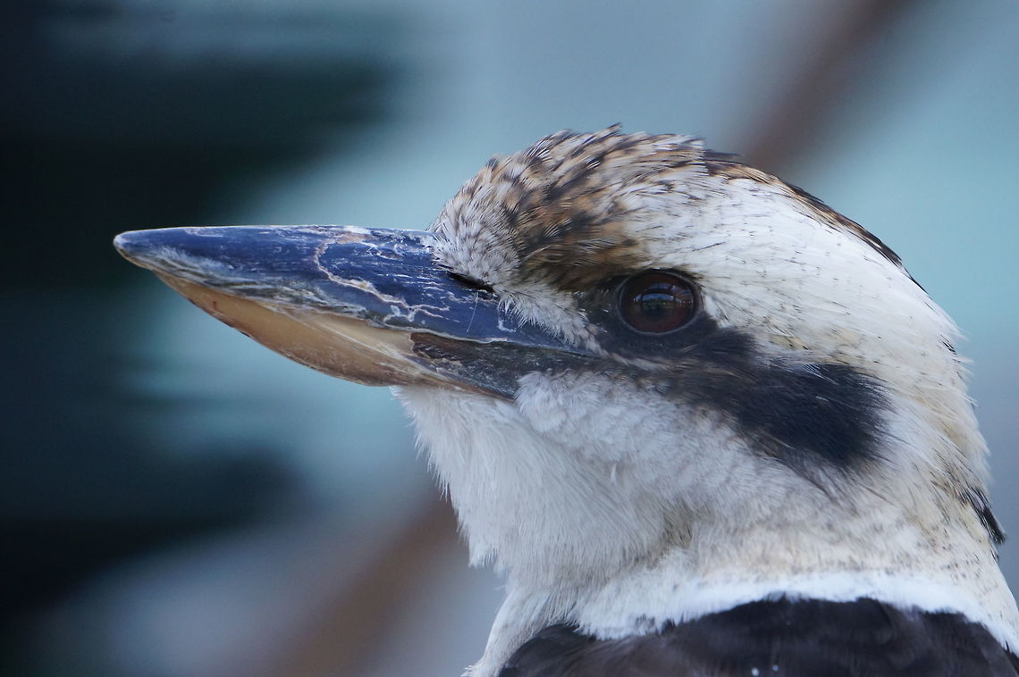 Laughing Kookaburra (Dacelo novaeguineae)  Alcedines,Animal,Bird,Coraciiformes,Dacelo,Dacelo novaeguineae,Halcyonidae,Kingfisher,Kookaburra,Laughing Kookaburra,Laughing kookaburra,Nature,New York State,Rosamond Gifford Zoo,Syracuse,Tree kingfisher,United States,United States of America,Vertebrate