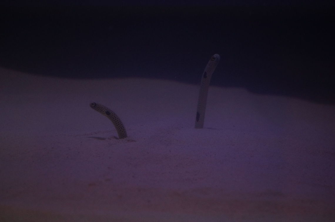 Spotted garden eel (Heteroconger hassi)  Actinopterygii,Anguilliformes,Animal,Congridae,Eel,Fish,Garden eel,Geotagged,Heteroconger,Heteroconger hassi,Heterocongrinae,Nature,New York State,Ray-Finned Fish,Rosamond Gifford Zoo,Spotted garden eel,Syracuse,United States,United States of America,Vertebrate