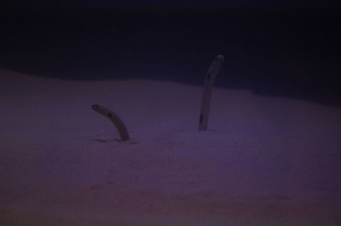 Spotted garden eel (Heteroconger hassi)  Actinopterygii,Anguilliformes,Animal,Congridae,Eel,Fish,Garden eel,Geotagged,Heteroconger,Heteroconger hassi,Heterocongrinae,Nature,New York State,Ray-Finned Fish,Rosamond Gifford Zoo,Spotted garden eel,Syracuse,United States,United States of America,Vertebrate