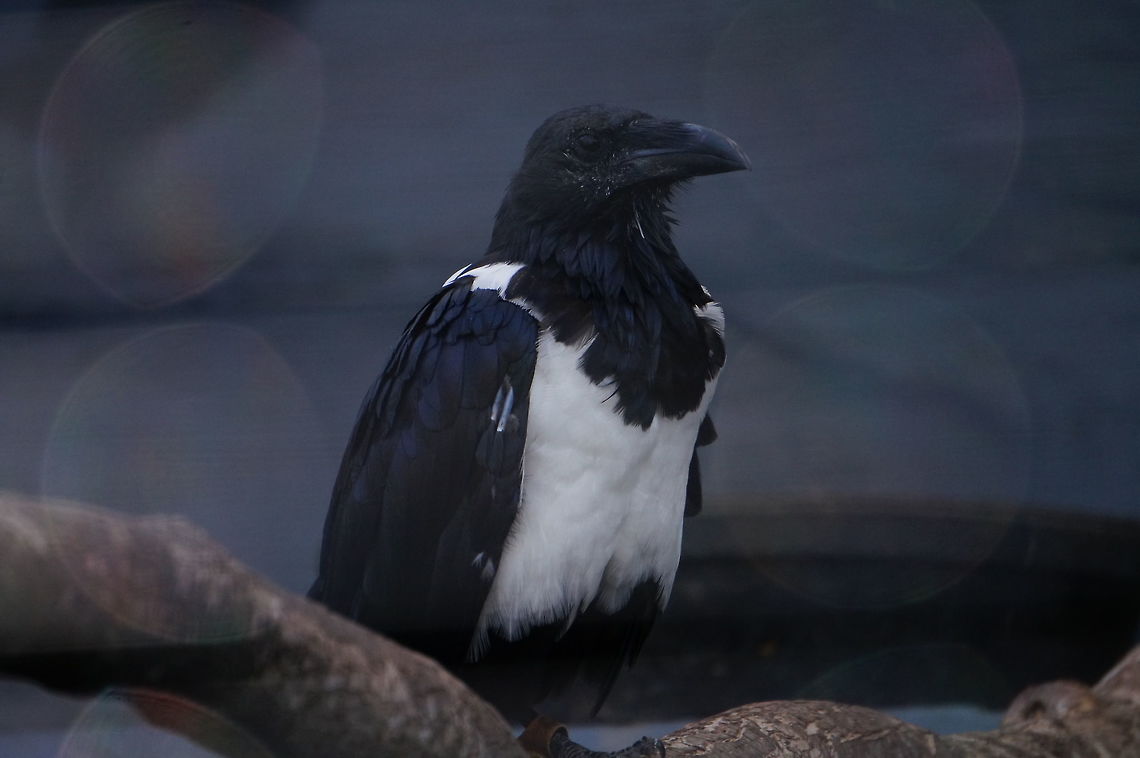 Pied Crow (Corvus albus)  African Pied Crow,Animal,Bird,Corvidae,Corvus,Corvus albus,Crow,Geotagged,Nature,New York State,Passeri,Passeriformes,Perching Bird,Pied Crow,Rosamond Gifford Zoo,Songbird,Syracuse,United States,United States of America,Vertebrate