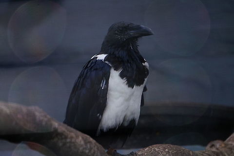 Pied Crow (Corvus albus)  African Pied Crow,Animal,Bird,Corvidae,Corvus,Corvus albus,Crow,Geotagged,Nature,New York State,Passeri,Passeriformes,Perching Bird,Pied Crow,Rosamond Gifford Zoo,Songbird,Syracuse,United States,United States of America,Vertebrate
