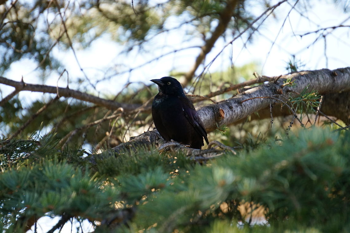 Common Grackle (Quiscalus quiscula)  Animal,Bird,Common Grackle,Common grackle,Geotagged,Grackle,Icteridae,Nature,New York State,Passeriformes,Perching Bird,Quiscalus,Quiscalus quiscula,Rosamond Gifford Zoo,Syracuse,United States,United States of America,Vertebrate,Zoo