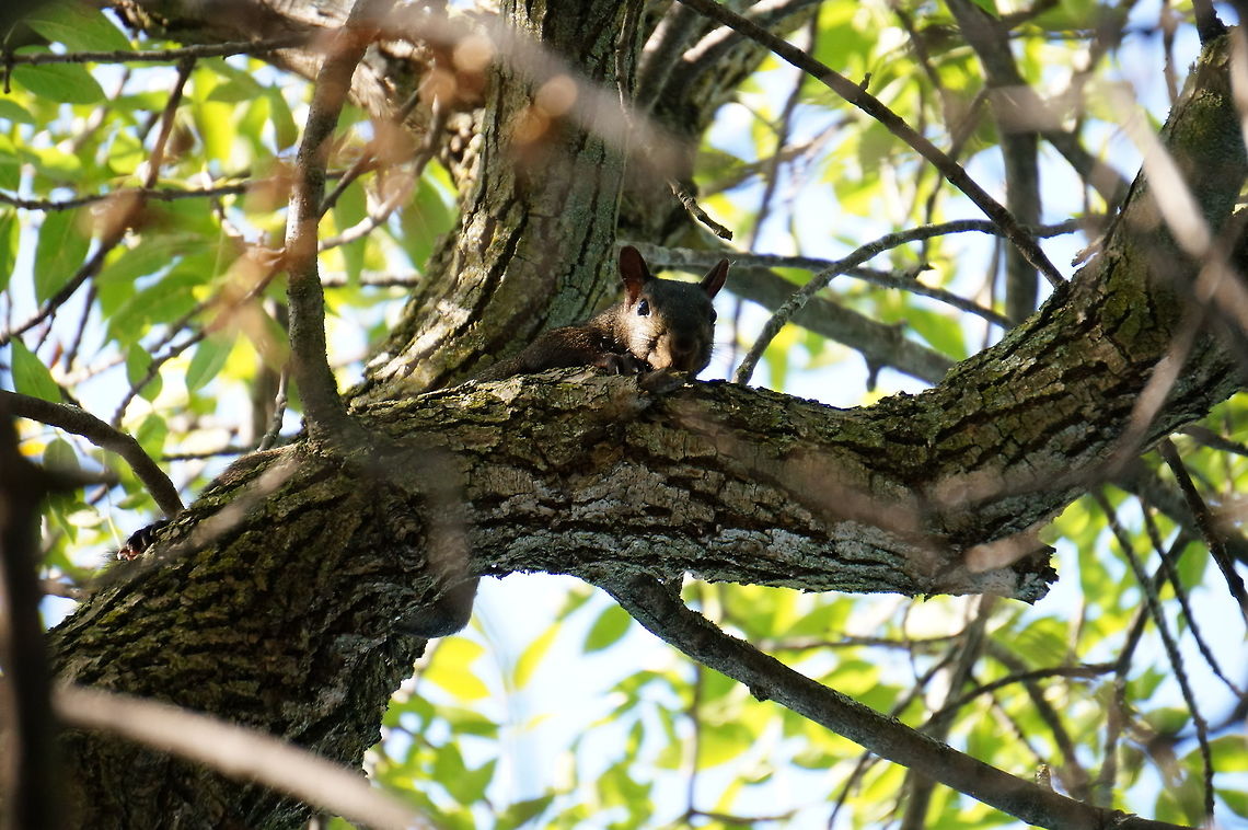 Black Squirrel (Eastern gray squirrel - Sciurus carolinensis) Up until I went to identify this photo, I always thought the black squirrels were a different species. Turns out, it's basically just anti-albinism, and there are black squirrels in multiple species. Animal,Black squirrel,Eastern Gray Squirrel,Eastern gray squirrel,Geotagged,Mammal,Nature,New York State,Rodent,Rodentia,Rosamond Gifford Zoo,Sciuridae,Sciurus,Sciurus carolinensis,Squirrel,Syracuse,Tree Squirrel,United States,United States of America,Vertebrate