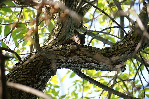 Black Squirrel (Eastern gray squirrel - Sciurus carolinensis) Up until I went to identify this photo, I always thought the black squirrels were a different species. Turns out, it's basically just anti-albinism, and there are black squirrels in multiple species. Animal,Black squirrel,Eastern Gray Squirrel,Eastern gray squirrel,Geotagged,Mammal,Nature,New York State,Rodent,Rodentia,Rosamond Gifford Zoo,Sciuridae,Sciurus,Sciurus carolinensis,Squirrel,Syracuse,Tree Squirrel,United States,United States of America,Vertebrate