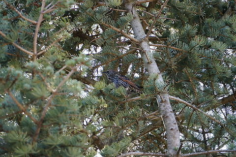 European Starling (Sturnus vulgaris)  Animal,Bird,Common Starling,European Starling,Geotagged,Nature,New York State,Passeriformes,Perching Bird,Rosamond Gifford Zoo,Starling,Sturnidae,Sturnus,Sturnus vulgaris,Syracuse,United States,United States of America,Vertebrate,Zoo