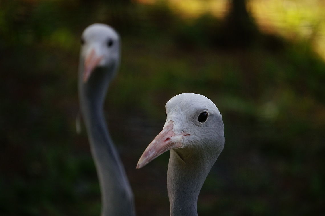 Blue crane (Anthropoides paradiseus)  Animal,Anthropoides,Anthropoides paradiseus,Bird,Blue Crane,Crane,Geotagged,Gruidae,Gruiformes,Nature,New York State,Rosamond Gifford Zoo,Syracuse,United States,United States of America,Vertebrate,Zoo