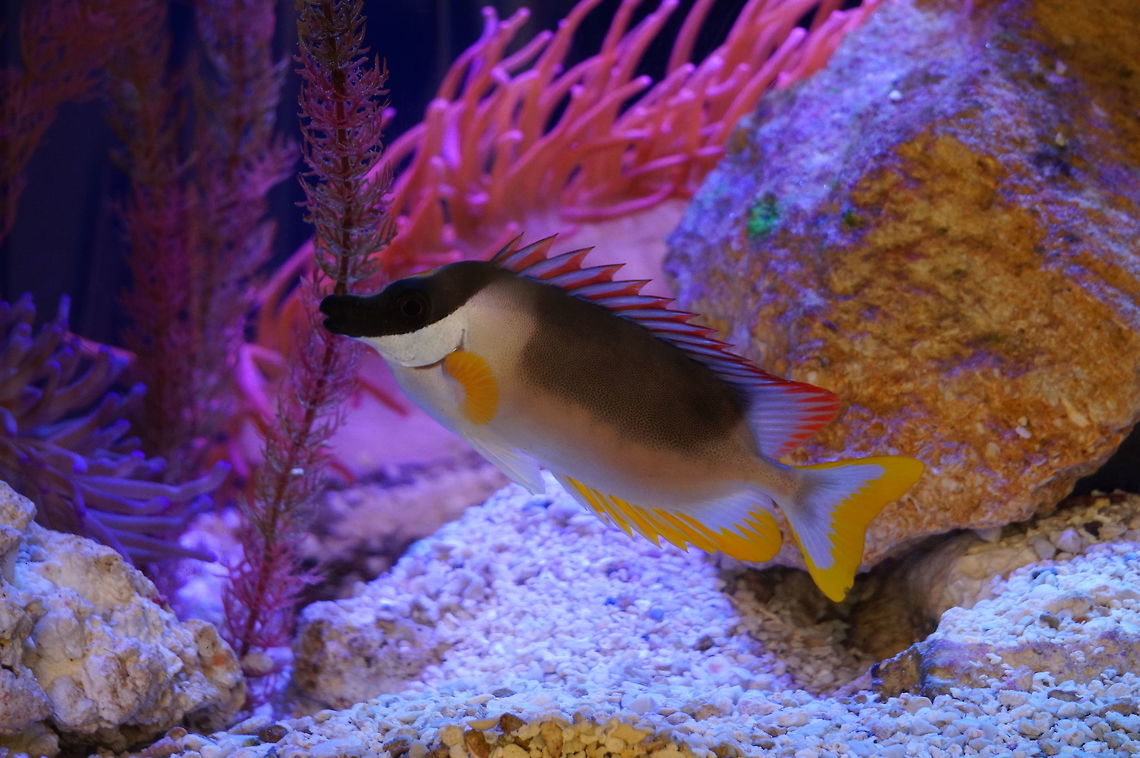 Magnificent rabbitfish (Siganus magnificus)  Actinopterygii,Animal,Fish,Geotagged,Magnificent rabbitfish,Nature,New York State,Perciformes,Rabbitfish,Ray-Finned Fish,Rosamond Gifford Zoo,Siganidae,Siganus,Siganus magnificus,Syracuse,United States,United States of America,Vertebrate,Zoo