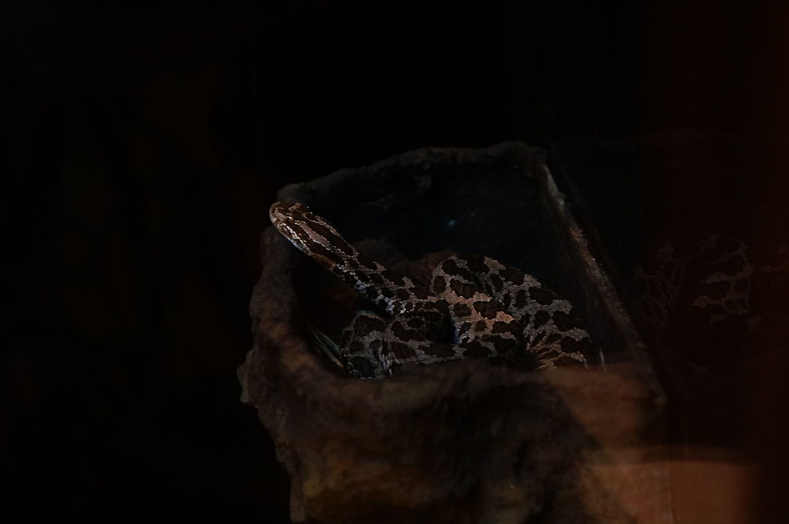 Eastern Massasauga (Sistrurus catenatus catenatus)  Animal,Crotalinae,Eastern Massasauga,Geotagged,Massasauga,Massasauga snake,Nature,New York State,Pit Viper,Reptile,Rochester,Scaled Reptile,Seneca Park Zoo,Serpentes,Sistrurus,Sistrurus catenatus,Sistrurus catenatus catenatus,Snake,Squamata,United States