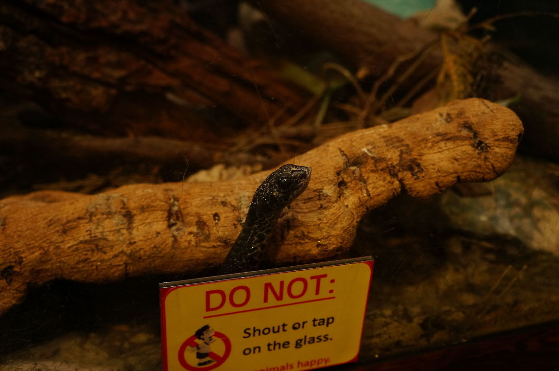 Eastern hog-nose snake (Heterodon platirhinos)  Animal,Colubridae,Eastern hog-nosed snake,Eastern hognose snake,Geotagged,Heterodon,Heterodon platirhinos,Nature,New York State,Reptile,Rochester,Scaled Reptile,Seneca Park Zoo,Serpentes,Snake,Squamata,United States,United States of America,Vertebrate,Xenodontinae