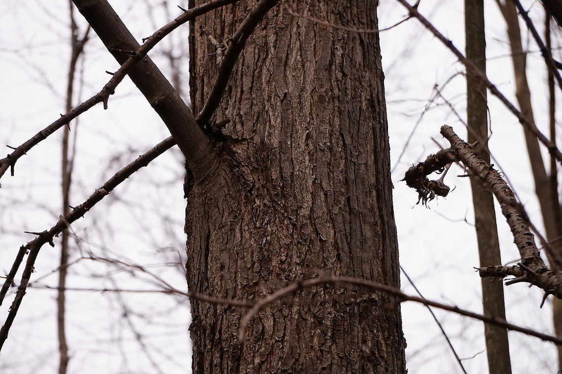 Brown creeper (Certhia americana) I promise, this is not just a picture of part of a tree.<br />
If you can't see him well enough, see here for an easier view:<br />
<figure class="photo"><a href="https://www.jungledragon.com/image/34890/brown_creeper_certhia_americana.html" title="Brown creeper (Certhia americana)"><img src="https://s3.amazonaws.com/media.jungledragon.com/images/1559/34890_thumb.JPG?AWSAccessKeyId=05GMT0V3GWVNE7GGM1R2&Expires=1770854410&Signature=jYTKqfumrNnMTTPA0kDzkxJQ3kI%3D" width="200" height="134" alt="Brown creeper (Certhia americana)  American treecreeper,Animal,Bird,Brown creeper,Certhia,Certhia americana,Certhiidae,Geotagged,Henrietta,Nature,New York State,Passeriformes,Perching Bird,Rochester,Tinker Nature Park,Treecreeper,United States,United States of America,Vertebrate" /></a></figure> American treecreeper,Animal,Bird,Brown creeper,Certhia,Certhia americana,Certhiidae,Geotagged,Henrietta,Nature,New York State,Passeriformes,Perching Bird,Rochester,Tinker Nature Park,Treecreeper,United States,United States of America,Vertebrate