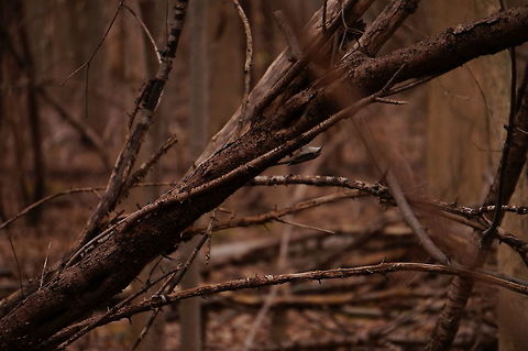 Brown creeper (Certhia americana)  American treecreeper,Animal,Bird,Brown creeper,Certhia,Certhia americana,Certhiidae,Geotagged,Henrietta,Nature,New York State,Passeriformes,Perching Bird,Rochester,Tinker Nature Park,Treecreeper,United States,United States of America,Vertebrate