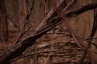 Brown creeper (Certhia americana)  American treecreeper,Animal,Bird,Brown creeper,Certhia,Certhia americana,Certhiidae,Geotagged,Henrietta,Nature,New York State,Passeriformes,Perching Bird,Rochester,Tinker Nature Park,Treecreeper,United States,United States of America,Vertebrate