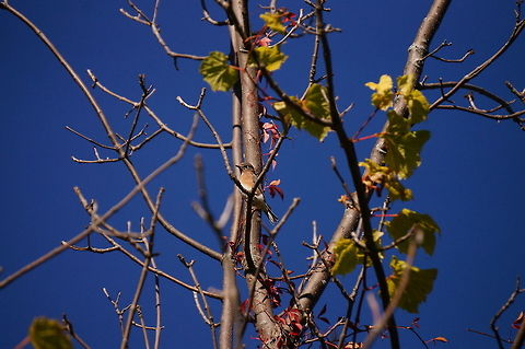Eastern Bluebird (Sialia sialis)  Animal,Bird,Bluebird,Eastern Bluebird,Geotagged,Henrietta,Nature,New York State,Passeriformes,Perching Bird,Rochester,Sialia,Sialia sialis,Thrush,Tinker Nature Park,Turdidae,United States,United States of America,Vertebrate