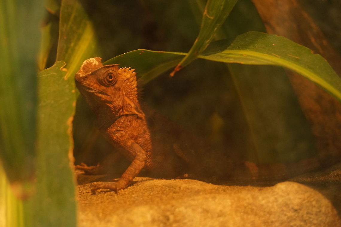 Chameleon Forest Dragon (Gonocephalus chamaeleontinus)  Agamidae,Animal,Chameleon Forest Dragon,Erie,Erie Zoo,Geotagged,Gonocephalus,Gonocephalus chamaeleontinus,Iguania,Iguanidae,Javan Humphead Lizard,Lizard,Nature,Pennsylvania,Reptile,Scaled Reptile,Squamata,United States,United States of America,Vertebrate
