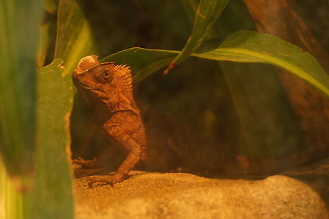 Chameleon Forest Dragon (Gonocephalus chamaeleontinus)  Agamidae,Animal,Chameleon Forest Dragon,Erie,Erie Zoo,Geotagged,Gonocephalus,Gonocephalus chamaeleontinus,Iguania,Iguanidae,Javan Humphead Lizard,Lizard,Nature,Pennsylvania,Reptile,Scaled Reptile,Squamata,United States,United States of America,Vertebrate