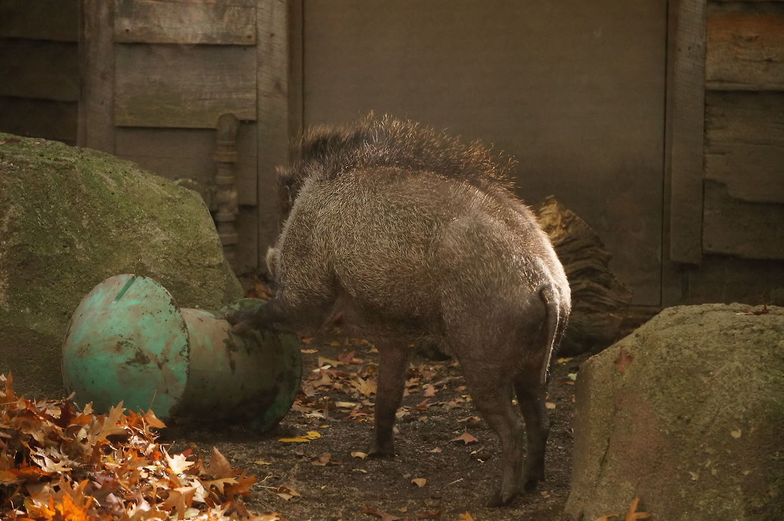 Visayan warty pig (Sus cebifrons)  Animal,Artiodactyla,Erie,Erie Zoo,Even-toed ungulate,Geotagged,Hog,Mammal,Nature,Pennsylvania,Pig,Suidae,Sus,Sus cebifrons,United States,United States of America,Vertebrate,Visayan warty pig