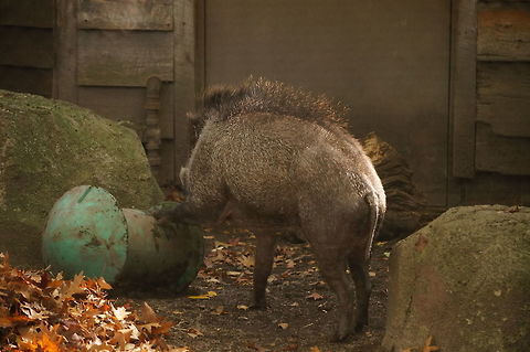 Visayan warty pig (Sus cebifrons)  Animal,Artiodactyla,Erie,Erie Zoo,Even-toed ungulate,Geotagged,Hog,Mammal,Nature,Pennsylvania,Pig,Suidae,Sus,Sus cebifrons,United States,United States of America,Vertebrate,Visayan warty pig