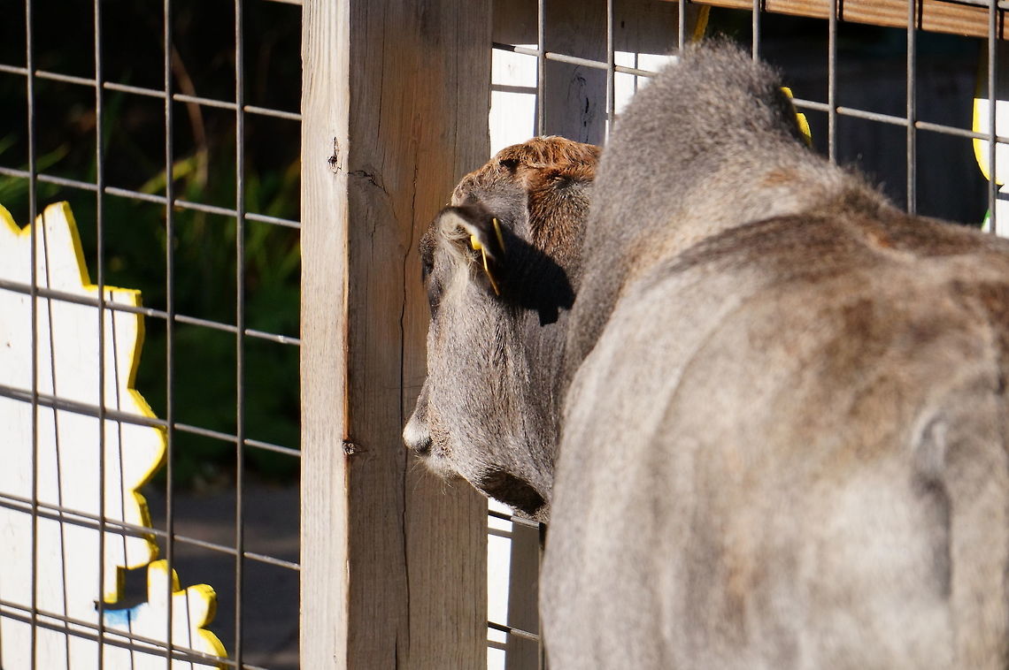 Miniature Zebu (Bos taurus indicus)  Animal,Artiodactyla,Bos,Bos primigenius indicus,Bos taurus,Bos taurus indicus,Bovidae,Bovinae,Cattle,Erie,Erie Zoo,Even-toed ungulate,Geotagged,Mammal,Miniature Zebu,Nature,Pennsylvania,United States,United States of America,Vertebrate