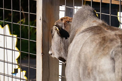 Miniature Zebu (Bos taurus indicus)  Animal,Artiodactyla,Bos,Bos primigenius indicus,Bos taurus,Bos taurus indicus,Bovidae,Bovinae,Cattle,Erie,Erie Zoo,Even-toed ungulate,Geotagged,Mammal,Miniature Zebu,Nature,Pennsylvania,United States,United States of America,Vertebrate