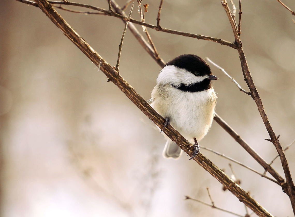 Black-capped Chickadee  Black-capped Chickadee,Geotagged,Mendon Ponds County Park,New York,Poecile atricapillus,Rochester,United States,Winter,black-capped chickadee,chickadee