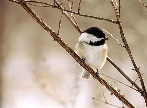 Black-capped Chickadee  Black-capped Chickadee,Geotagged,Mendon Ponds County Park,New York,Poecile atricapillus,Rochester,United States,Winter,black-capped chickadee,chickadee