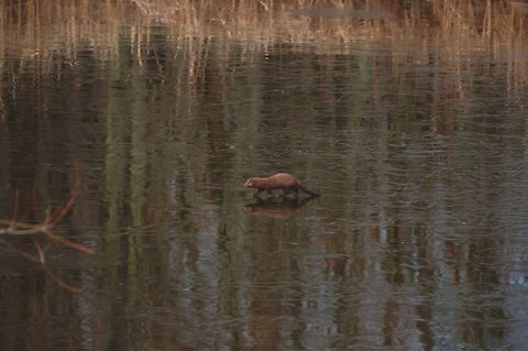 American Mink (Neovison vison)  American mink,Geotagged,Neovison vison,United States,Winter