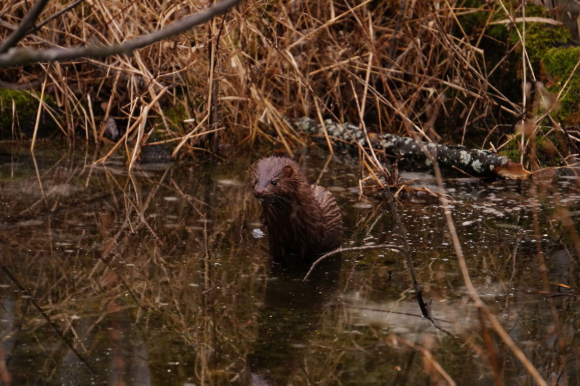 American mink (Neovison vison)  American mink,Geotagged,Neovison vison,New York,Rochester,Tinker Nature Park,United States,Winter