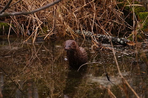 American mink (Neovison vison)  American mink,Geotagged,Neovison vison,New York,Rochester,Tinker Nature Park,United States,Winter