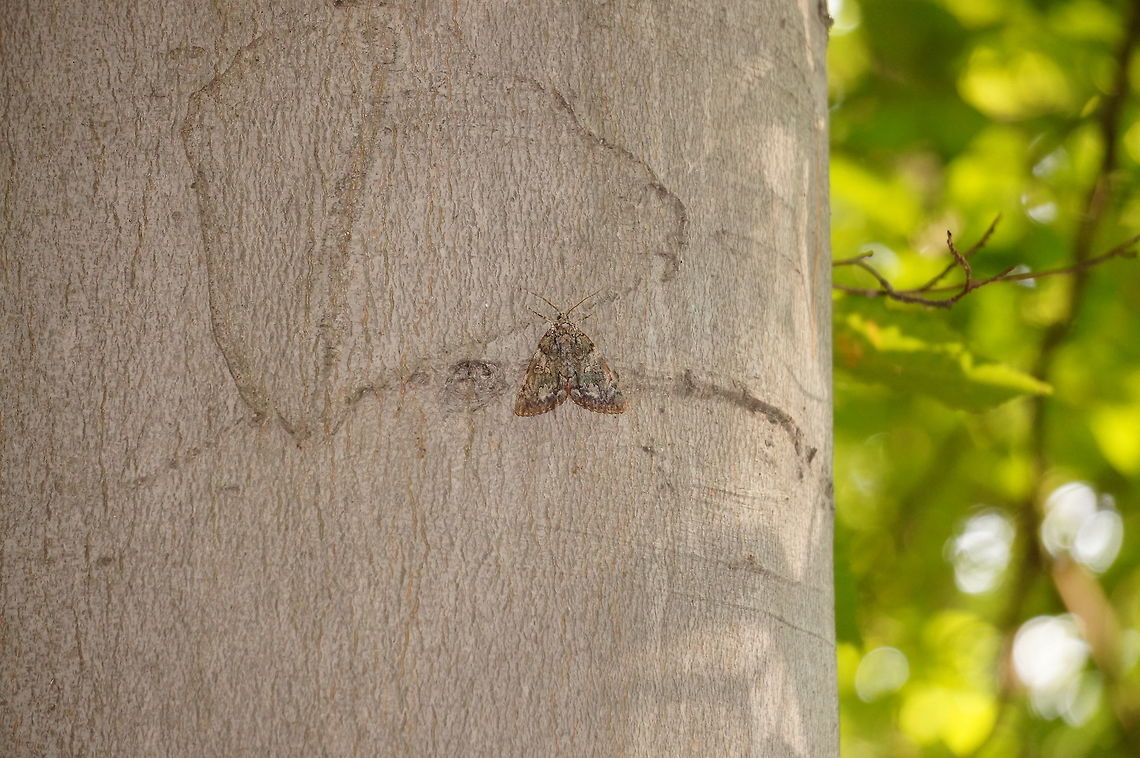 Oldwife Underwing (Catocala palaeogama)  Abraham Lincoln Park,Catocala palaeogama,Geotagged,New York,Rochester,Summer,United States